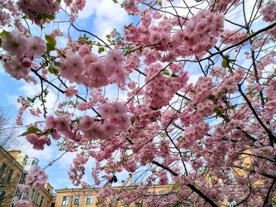 Сакура в Санкт-Петербурге: когда и где цветет в Питере