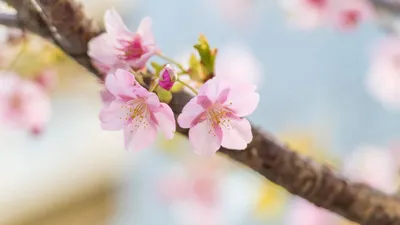 Обои сакура, цветы, лепестки, весна, размытие картинки на рабочий стол,  фото скачать бесплатно