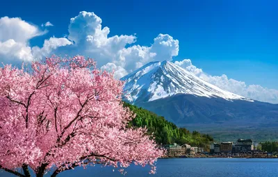Обои вишня, весна, Япония, сакура, Japan, цветение, гора Фуджи, landscape,  pink, blossom, mountain, sakura, cherry, spring, Fuji картинки на рабочий  стол, раздел пейзажи - скачать