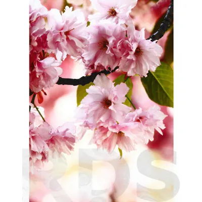 Фотообои Цветущая сакура DECOCODE 21-0057-FR - купить по цене от 3759 р.