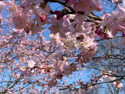 ФОТО: в Риге цветет сакура / Статья