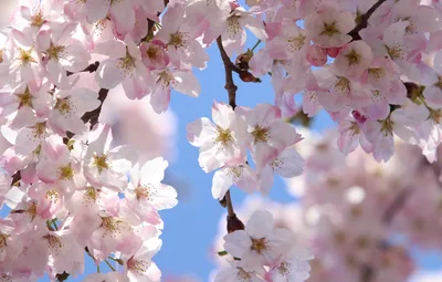 Обои цветы, весна, сакура, цветение картинки на рабочий стол, раздел цветы  - скачать