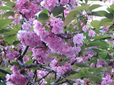 Сакура - Prunus serrulata. Сорта сакур, выращивание и уход