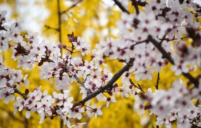 Обои цветы, природа, ветка, весна, сакура, цветение картинки на рабочий  стол, раздел природа - скачать