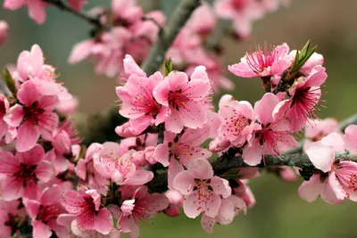 Цветы Сакуры - 57 фото