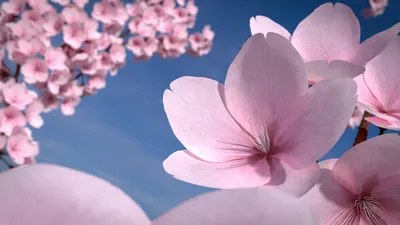 Цветы Сакуры - 61 фото