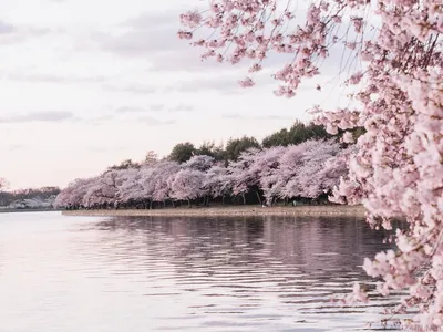 10 удивительных фактов о цветении сакуры