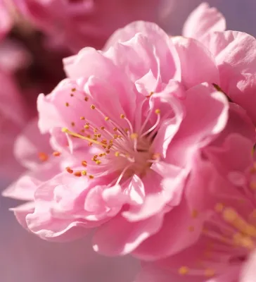 ВСЁ ДЛЯ МЫЛОВАРА - Цветы сакуры отдушка косметическая 100мл - 720 руб.