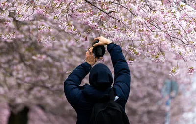 Цветение сакуры в Бонне ожидают после Пасхи