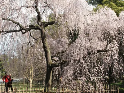 Отдых с детьми самостоятельно.Сакура - фото цветущей сакуры в Японии весной  - Отдых с детьми самостоятельно