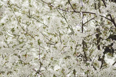 Пейзаж дневные сакуры сакуры лес в полном цвету фотография карта с  фотографиями Фон, весна, Цветение вишни, природные пейзажи фон картинки и  Фото для бесплатной загрузки