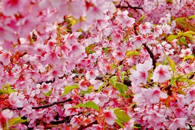 Картинка сакуры Цветы ветвь Крупным планом Цветущие деревья