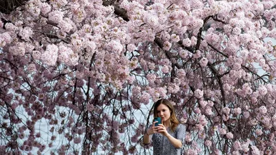В Сеуле публике разрешат посещать места цветения сакуры - РИА Новости,  29.03.2022