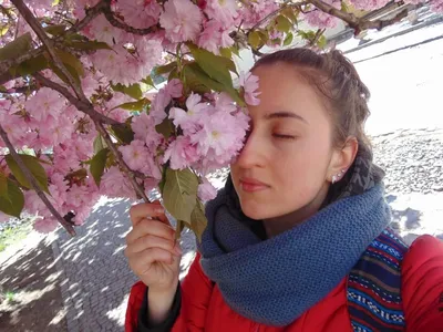 Ужгород сакуры и аромата Японии — Блог о турах по Украине