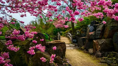 Картинки сакуры Мосты Природа Парки Камень Цветущие деревья