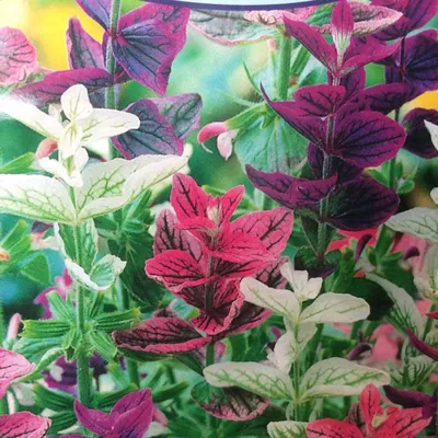 Сальвия хорминумовая, смесь окрасок - фото урожая, цены, отзывы и  особенности выращивания