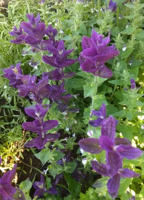 Семена от Гавриш Сальвия горминовая Голубой Монарх - «Синие с фиолетовым  оттенком цветы - эффектно украсят сад. Голубой Монарх на самом деле  сине-фиолетовый.» | отзывы