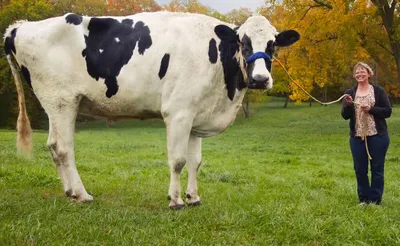 Самая большая корова фото