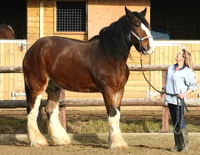 Big Jake - самая высокая лошадь в мире из ныне живущих, внесена в книгу  рекордов Гиннесса | Пикабу