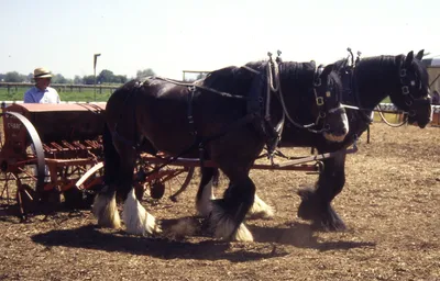 Самая большая лошадь в мире - 73 фото