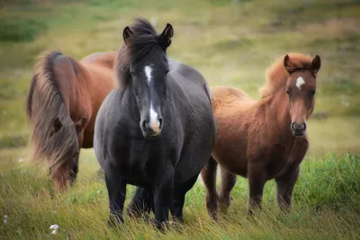 🐴Какая лошадь самая большая в... - КОННЫЙ КОМПЛЕКС БАРНАУЛ | Facebook