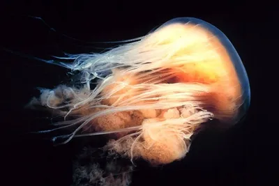 Как выглядит самая большая медуза в мире - Рамблер/субботний