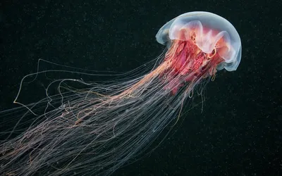 Самая большая в мире медуза. | Mr. Всезнай | Дзен