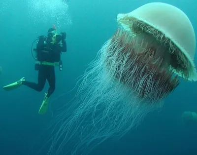 Насколько опасен яд гигантской медузы Номуры?