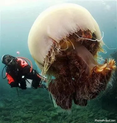 Самая большая медуза.