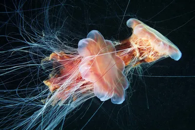 Самая большая в мире медуза путешествует в поисках лучшей жизни | Канны