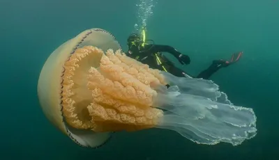 Планета чудес - Арктическая цианея - самая большая медуза... | Facebook