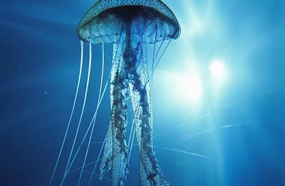 Самая большая и опасная медуза в мире. Интересные факты о медузах – Пипсик  - Самое интересное в мире: удивительные и невероятные факты