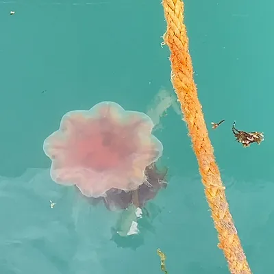 Разоблачаем! Самая большая медуза в мире? - ЯПлакалъ