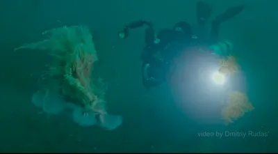 Планета чудес - Арктическая цианея - самая большая медуза... | Facebook