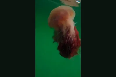 Самая большая в мире медуза | Пикабу