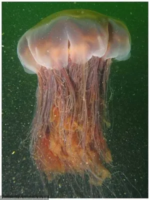 Желтые медузы черного моря - 62 фото