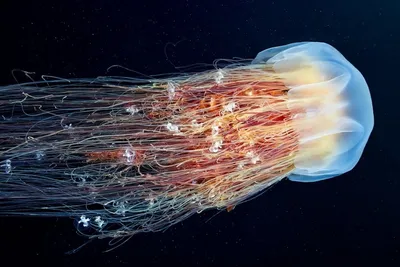 Самая большая медуза в мире попала на видео - Рамблер/субботний