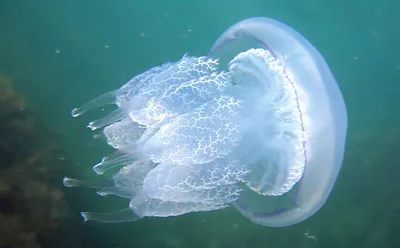 Мелкие медузы в азовском море - 66 фото