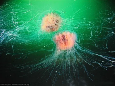 Миф о Самой большой медузе в мире » uCrazy.ru - Источник Хорошего Настроения