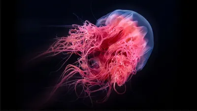 Самая большая медуза черного моря - 60 фото