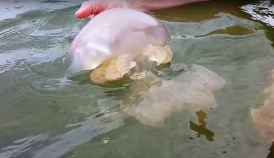 Самая большая медуза Волосистая Цианея - YouTube