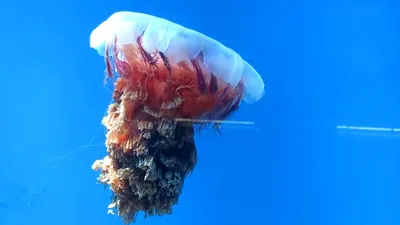 Топ-3 самых больших медузы в мире: фото, размеры