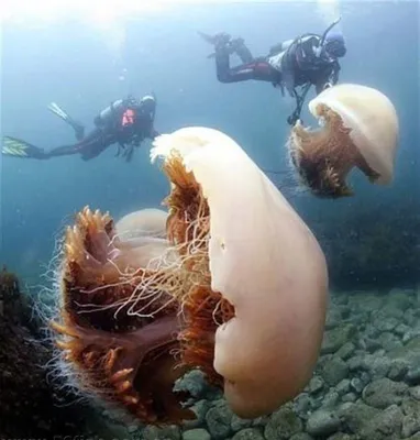 Самые красивые медузы, которых встречал человек- DIVERS