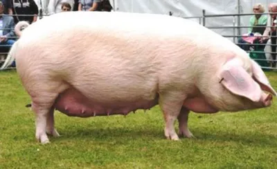 Самая большая свинья в мире фото
