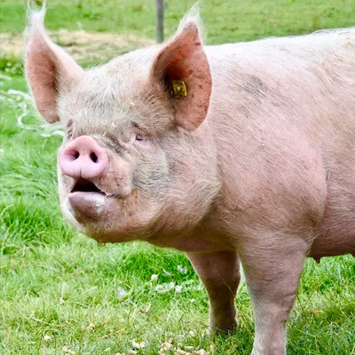 Pig Names: The 500 Most Popular Male and Female Pig Names | PetPress | Pet  pigs, Pig, Cute pigs