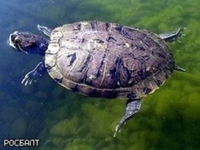 Самой старой в мире двухголовой черепахе исполнилось 25 лет — Новости мира  сегодня NTDНовости мира сегодня NTD