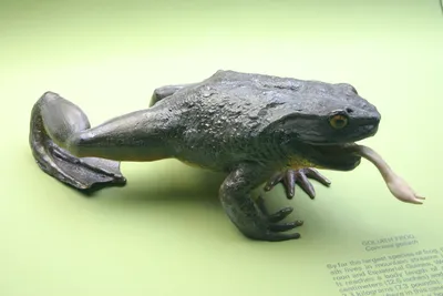 Самая большая жаба в мире | Самое интересное в мире