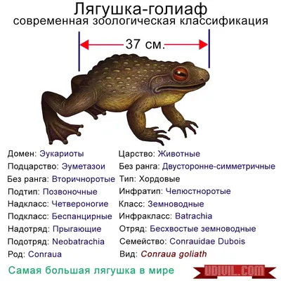 Самая большая жаба в мире | Самое интересное в мире