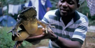 Найдена лягушка размером с младенца – фото и видео