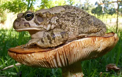 В Австралии обнаружили самую большую в мире жабу: видео